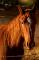 iloveponey