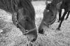 Jazzy (19 ans), Thomasson (9 ans)