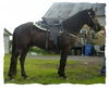 JASMIN PRIDE ROMEO .. "Romeo" pour les intime!