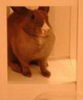 Poucha