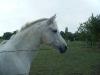 Hiris