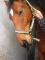 amandine59