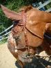 Mustang alias MouMou
