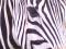 Nougat_18