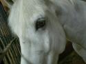 ariehorses