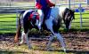 Rays Miss Flicka Gold (Myska)