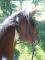 zorse