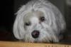 Snoopy