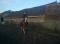 horse123
