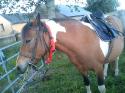 gwladys35