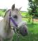 Pony96