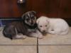 inuk et bandit