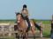 dada_horse
