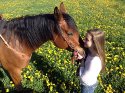 horse28