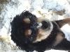Roxy