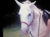 Hispano