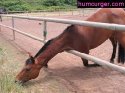 cheval-pie