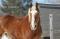 lauu.horse