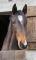 horses23