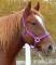 loveUhorse
