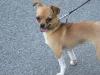 Chien
