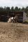 jes_cheval