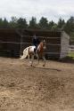 jes_cheval