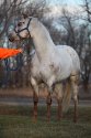 paloose