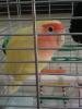 Petit Poulet