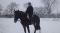 manhorses