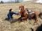 annahorses