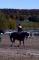 ptit_poney