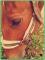 Horsy03