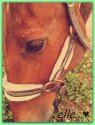 Horsy03
