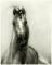 Horselife
