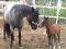 a cheval