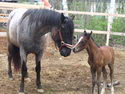 a cheval
