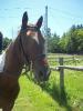 Tonto 