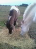 Pivoine & Dollye