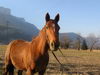  QUERCY