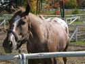horseman24
