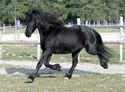 frison19