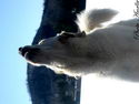 SnowBall