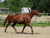 NK Petita Hickory (alias Cowgirl)