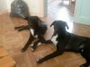 Spike et tayron