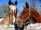 Texte par love-horse