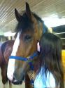 Clarou