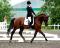 Equestrian