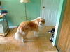 Nanook