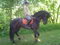 bene_horse